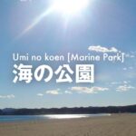 海の公園 ビーチフリーマーケット